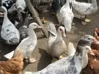 Ducks — photo 4