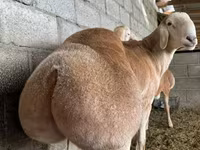 Kos, Afghan Arabi sheep — 1. fotó