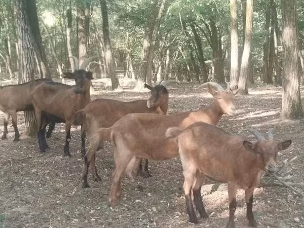 Kozel, Kozy