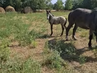 घोड़ा, Lipizzaner — फ़ोटो 1