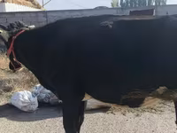 Krowa, Russian Black pied cattle — zdjęcie 4