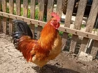 Chickens — الصورة 1