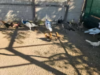 आयम केतावा — फ़ोटो 2