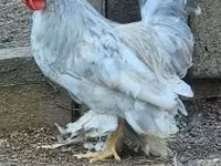 Chickens — 照片 6