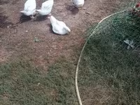 Geese — फ़ोटो 2