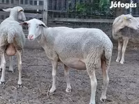 نعجة, Lacaune sheep — الصورة 4