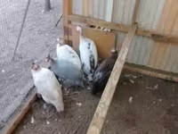 Pearl Grey — 3. fotó