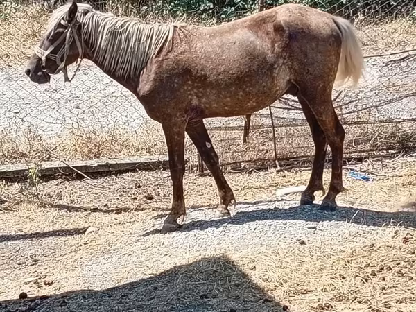 Chevaux (lot, sexe non indiqué), Chevaux