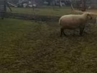 Kos, Shroshire sheep — 1. fotó
