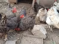 Chickens — foto 1
