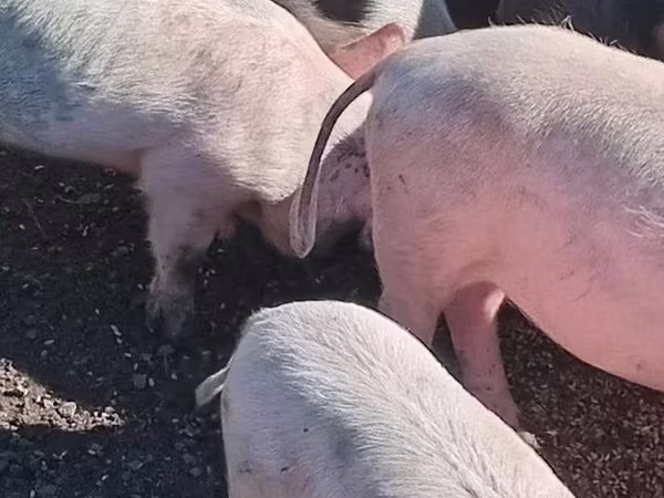 Prasata (šarže, pohlaví neuvedeno), Prasata