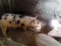 Disznók (tétel, nem megadva), Sertések — 1. fotó