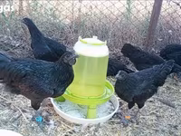 Ayam Cemani — 1. fotó