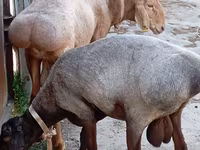 Beran, Ordabasy sheep — foto 1