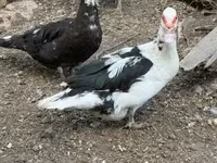Ducks — foto 5