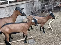 बकरी, Alpine goat — फ़ोटो 4