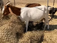Nőstény kecske, Boer goat — 2. fotó