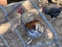ماران — الصورة 5