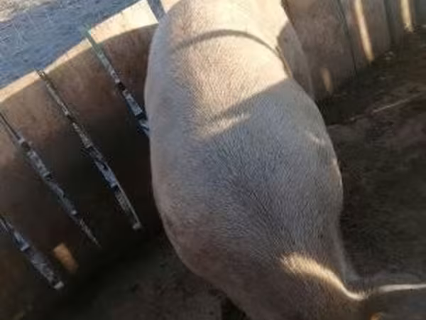 Eber, Schweine — Ungarn