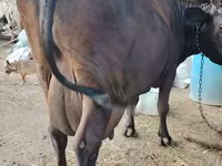 गाय, जंगली याक — फ़ोटो 3