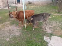 Kuh, Swiss cattle — Foto 4