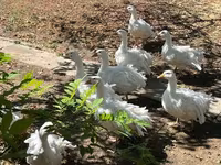 Geese — foto 4