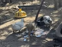 Ducks — 2. fotó