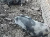 Sow, Pigs — photo 5