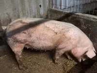 母猪, Pigs — 照片 2