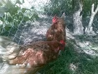 gallina danesa — foto 1