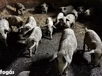 नर सूअर, Мангалица — फ़ोटो 1