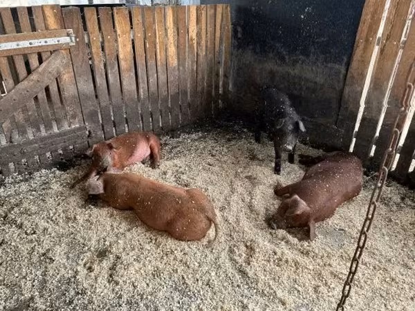 公猪, 