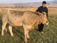 Krava, Swiss cattle — foto 5