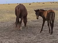 Kanca, Horse breed — 2. fotó