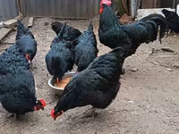 Australorp — 4. fotó