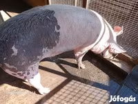 母猪, Pigs — 照片 1