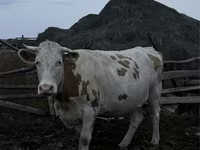 Kuh, Simmental cattle — Foto 2