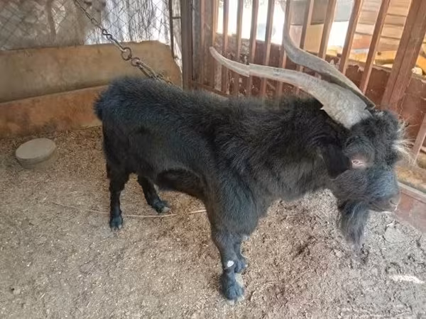 Bode, Nubian Goat