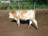 Vaca, Simmental cattle — foto 6