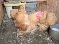 Chickens — zdjęcie 3