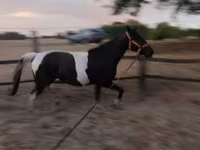Kanca, Appaloosa — 5. fotó
