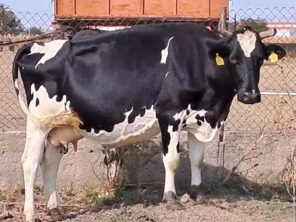 Krava, Holštýnské plemeno — Maďarsko