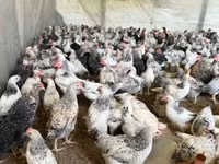 Chickens — 照片 8