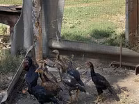 Chickens — zdjęcie 4