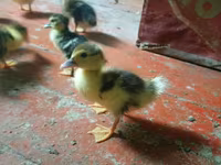 Ducks — zdjęcie 5