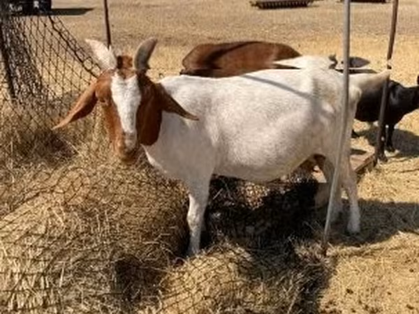 Cabra, Boer goat