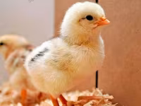Adler Silver — foto 4