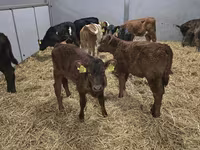 Tehén, Simmental cattle — 1. fotó