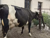 Vaca, Russian Black pied cattle — foto 3