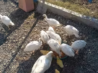 Ducks — foto 5